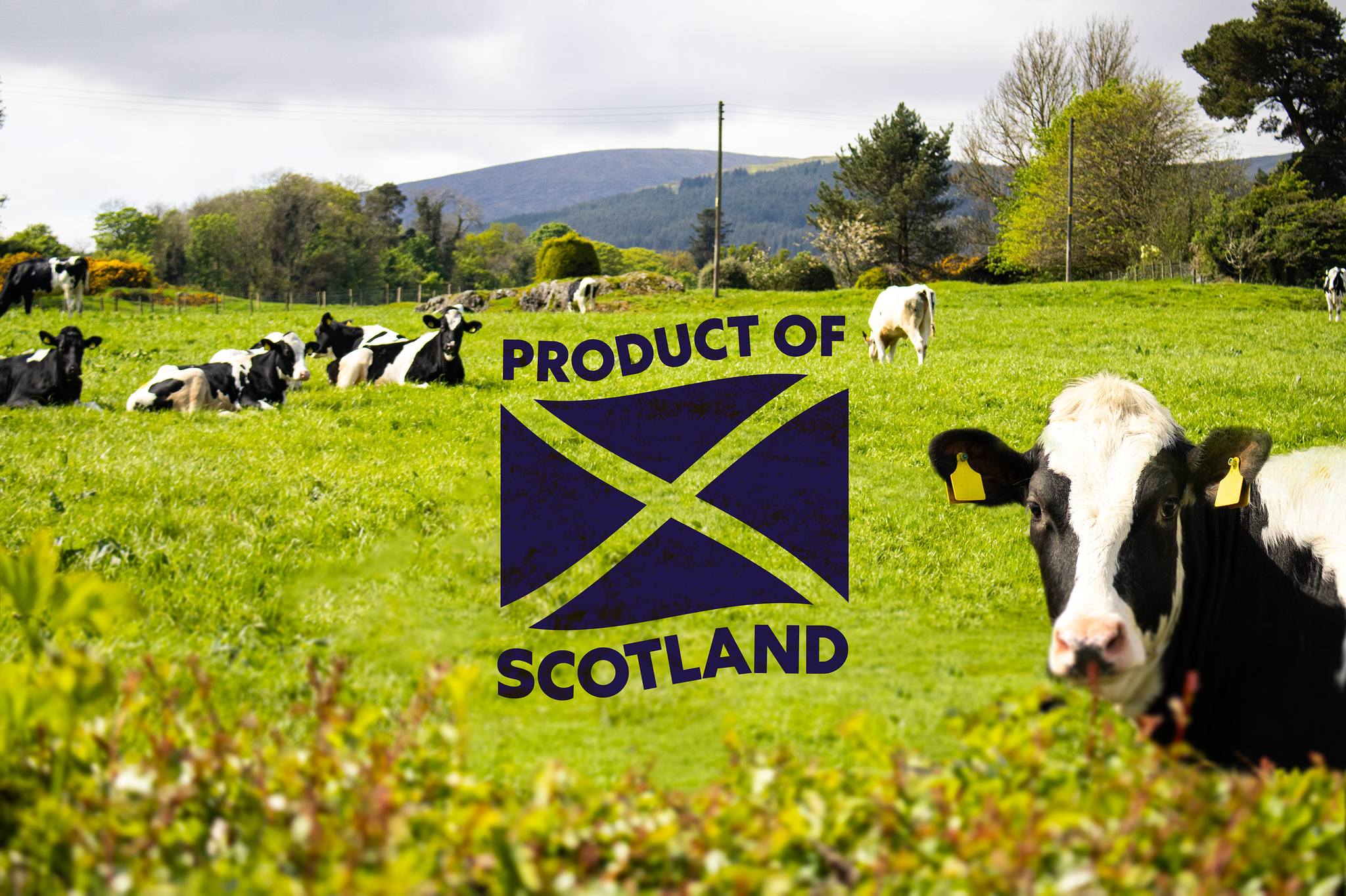 Rowan Glen Product of Scotland Logo Over Field of Dairy Cows in Dumfries & Galloway